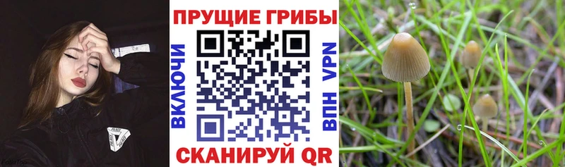 blacksprut   Нарткала  Галлюциногенные грибы мицелий 